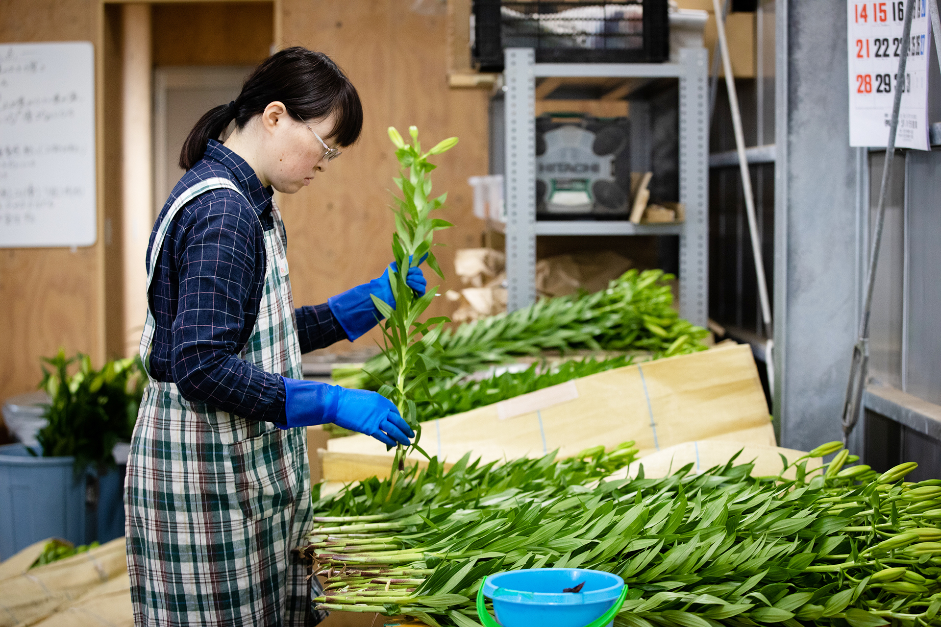 ハウス農園内での作業