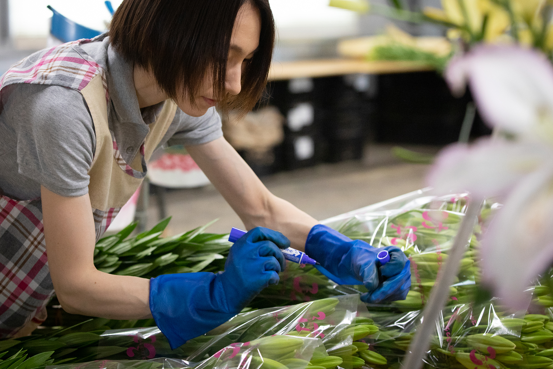 ハウス農園内での作業