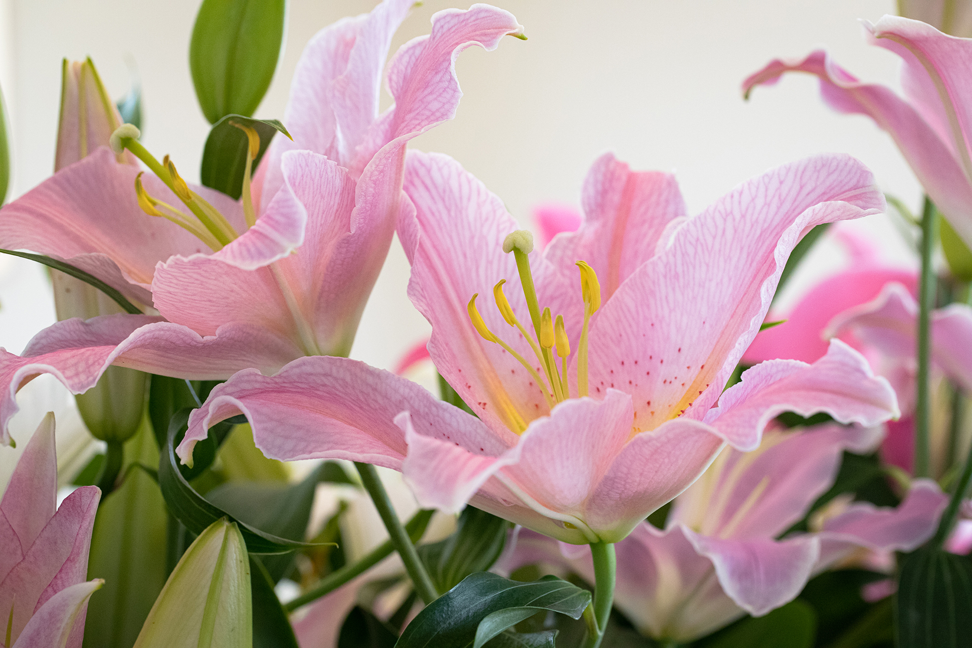 ゆりしごと千歳園のユリの花